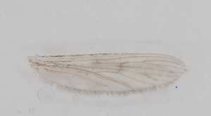  ( - IZL79)  @11 [ ] Copyright (2018) Unspecified IZLER