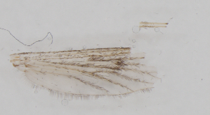  ( - IZL80)  @11 [ ] Copyright (2018) Unspecified IZLER