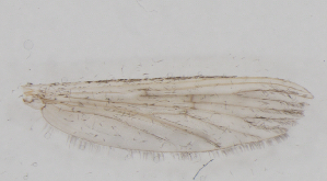  ( - IZL81)  @11 [ ] Copyright (2018) Unspecified IZLER