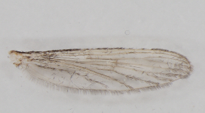  ( - IZL82)  @11 [ ] Copyright (2018) Unspecified IZLER