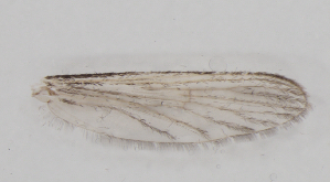  ( - IZL83)  @11 [ ] Copyright (2018) Unspecified IZLER