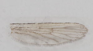  ( - IZL84)  @11 [ ] Copyright (2018) Unspecified IZLER