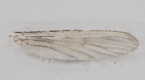  ( - IZL85)  @11 [ ] Copyright (2018) Unspecified IZLER