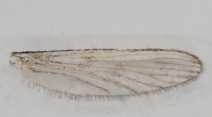  ( - IZL86)  @11 [ ] Copyright (2018) Unspecified IZLER