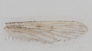  ( - IZL87)  @11 [ ] Copyright (2018) Unspecified IZLER