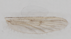  ( - IZL90)  @11 [ ] Copyright (2018) Unspecified IZLER