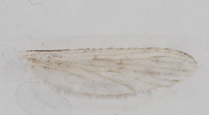  ( - IZL91)  @11 [ ] Copyright (2018) Unspecified IZLER