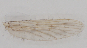  ( - IZL92)  @11 [ ] Copyright (2018) Unspecified IZLER