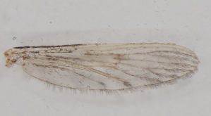  ( - IZL93)  @11 [ ] Copyright (2018) Unspecified IZLER