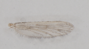  ( - IZL94)  @11 [ ] Copyright (2018) Unspecified IZLER