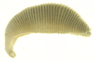  ( - BIOUG00690-D01)  @13 [ ] CreativeCommons - Attribution (2011) CBG Photography Group Centre for Biodiversity Genomics