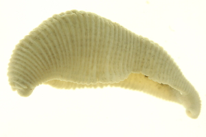  ( - BIOUG00690-D03)  @14 [ ] CreativeCommons - Attribution (2011) CBG Photography Group Centre for Biodiversity Genomics