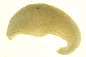  ( - BIOUG00690-D04)  @13 [ ] CreativeCommons - Attribution (2011) CBG Photography Group Centre for Biodiversity Genomics