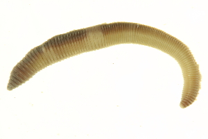  ( - BIOUG00690-G04)  @13 [ ] CreativeCommons - Attribution (2011) CBG Photography Group Centre for Biodiversity Genomics