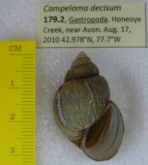  ( - BSC-179.2)  @11 [ ] CreativeCommons - Attribution Non-Commercial (2019) Susan Daniel Great Lakes Center