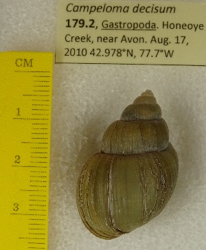  ( - BSC-179.2)  @11 [ ] CreativeCommons - Attribution Non-Commercial (2019) Susan Daniel Great Lakes Center