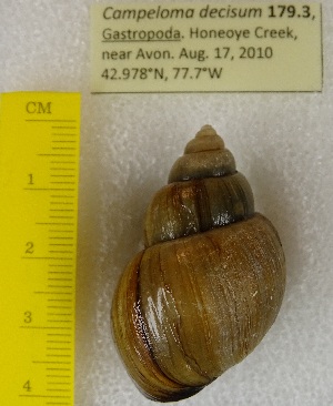  ( - BSC-179.3)  @11 [ ] CreativeCommons - Attribution Non-Commercial (2019) Susan Daniel Great Lakes Center