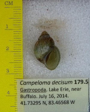  ( - BSC-179.5)  @11 [ ] CreativeCommons - Attribution Non-Commercial (2019) Susan Daniel Great Lakes Center