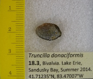  (Truncilla - BSC-18.3)  @11 [ ] CreativeCommons - Attribution Non-Commercial (2019) Susan Daniel Great Lakes Center