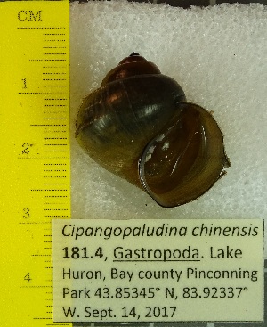  (Cipangopaludina chinensis - BSC-181.4)  @11 [ ] CreativeCommons - Attribution Non-Commercial (2019) Susan Daniel Great Lakes Center