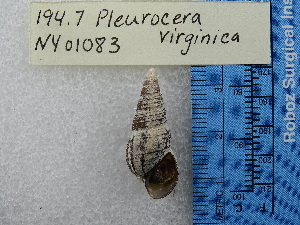  (Pleurocera virginica - BSC-194.7)  @11 [ ] CreativeCommons - Attribution Non-Commercial (2019) Susan Daniel Great Lakes Center