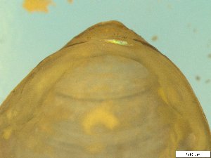  ( - BSC-28.5)  @11 [ ] CreativeCommons - Attribution Non-Commercial (2019) Susan Daniel Great Lakes Center