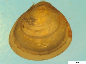  ( - BSC-28.7)  @11 [ ] CreativeCommons - Attribution Non-Commercial (2019) Susan Daniel Great Lakes Center