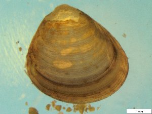  ( - BSC-28.8)  @11 [ ] CreativeCommons - Attribution Non-Commercial (2019) Susan Daniel Great Lakes Center