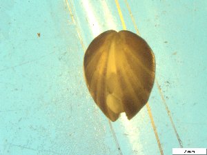  ( - BSC-47.4)  @11 [ ] CreativeCommons - Attribution Non-Commercial (2019) Susan Daniel Great Lakes Center