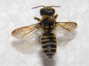  (Megachile apora - CCDB-14520-H01)  @11 [ ] No Rights Reserved (2023) Unspecified York University