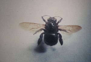  (Xylocopa cubaecola - CCDB-14520-H06)  @11 [ ] No Rights Reserved (2023) Unspecified York University