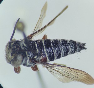  (Coelioxys rufipes - CCDB-34578-B05)  @11 [ ] No Rights Reserved (2023) Unspecified York University