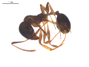  (Aphaenogaster subterranea - CCDB-08858-D06)  @14 [ ] Copyright  G. Blagoev 2010 Unspecified
