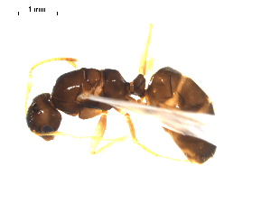  (Camponotus universitatis - CCDB-10376-B04)  @14 [ ] Copyright  G. Blagoev 2010 Unspecified