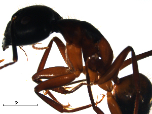  (Camponotus samius - CCDB-10376-F11)  @13 [ ] Copyright  G. Blagoev 2010 Unspecified