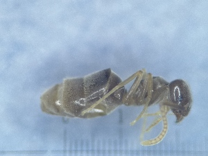  (Bothriomyrmex communista - MM17A267a1)  @11 [ ] Copyright (2021) Mattia Menchetti, Institute of Evolutionary Biology Institut de Biologia Evolutiva (CSIC-UPF), Butterfly Diversity and Evolution Lab
