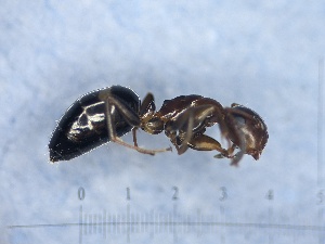  ( - MM20A361a1)  @11 [ ] Copyright (2018) Mattia Menchetti, Institute of Evolutionary Biology Institut de Biologia Evolutiva (CSIC-UPF), Butterfly Diversity and Evolution Lab
