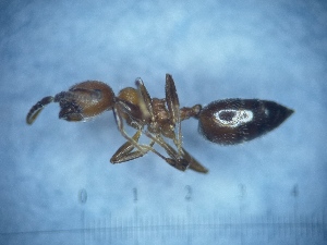  ( - MM20C033c1)  @11 [ ] Copyright (2021) Mattia Menchetti, Institute of Evolutionary Biology Institut de Biologia Evolutiva (CSIC-UPF), Butterfly Diversity and Evolution Lab