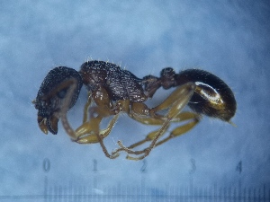  (Myrmica lobulicornis - MM20C048b1)  @11 [ ] Copyright (2021) Mattia Menchetti, Institute of Evolutionary Biology Institut de Biologia Evolutiva (CSIC-UPF), Butterfly Diversity and Evolution Lab