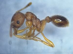  (Myrmica aloba - MM21D506a1)  @11 [ ] CC BY-NC-SA 3.0 (2022) Mattia Menchetti, Institute of Evolutionary Biology Institut de Biologia Evolutiva (CSIC-UPF), Butterfly Diversity and Evolution Lab