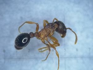  (Myrmica xavieri - MM21D515a1)  @11 [ ] CC BY-NC-SA 3.0 (2022) Mattia Menchetti, Institute of Evolutionary Biology Institut de Biologia Evolutiva (CSIC-UPF), Butterfly Diversity and Evolution Lab