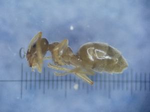  (Bothriomyrmex atlantis - RVcoll17S043a1)  @11 [ ] CC BY-NC-SA 3.0 (2022) Mattia Menchetti, Institute of Evolutionary Biology Institut de Biologia Evolutiva (CSIC-UPF), Butterfly Diversity and Evolution Lab