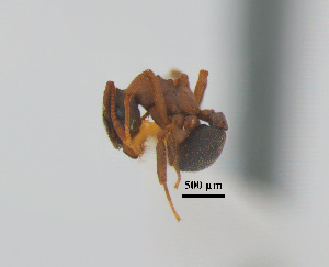  (Cyphomyrmex AEE7596 - AAM-PF-3)  @11 [ ] by-nc-nd (2023) Unspecified Universidad San Francisco de Quito