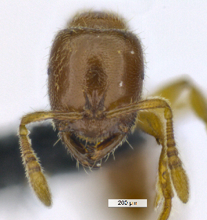  (Prionopelta antillana - MACN-Bar-Ins-ct 07252)  @11 [ ] Copyright (2016) MACN Museo Argentino de Ciencias Naturales "Bernardino Rivadavia"