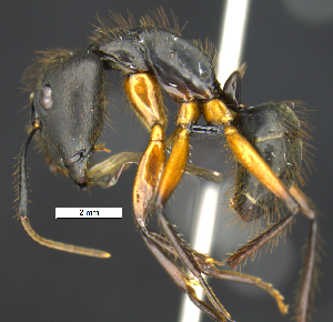  (Camponotus renggeri - MACN-Bar-Ins-ct 07388)  @14 [ ] Copyright (2016) MACN Museo Argentino de Ciencias Naturales "Bernardino Rivadavia"