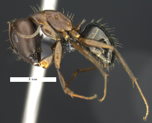  (Camponotus punctulatus - MACN-Bar-Ins-ct 07394)  @11 [ ] Copyright (2016) MACN Museo Argentino de Ciencias Naturales "Bernardino Rivadavia"