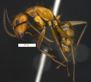  (Camponotus fuscocinctus - MACN-Bar-Ins-ct 07426)  @15 [ ] Copyright (2016) MACN Museo Argentino de Ciencias Naturales "Bernardino Rivadavia"