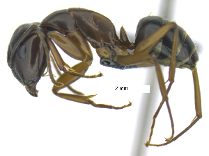  (Camponotus sp. PEH02 - MACN-bar-ins-07458)  @14 [ ] Copyright (2016) MACN Museo Argentino de Ciencias Naturales "Bernardino Rivadavia"