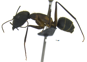  (Camponotus lespesii - MACN-bar-ins-07522)  @14 [ ] Copyright (2016) MACN Museo Argentino de Ciencias Naturales "Bernardino Rivadavia"