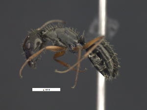  (Camponotus cf. punctulatus - MACN-Bar-Ins-ct 09172)  @11 [ ] Copyright (2021) Pablo L Tubaro MACN
